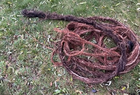 25 Feet of Roots