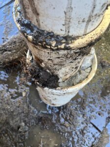 Pipe with roots at coupler